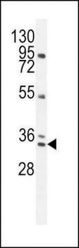 抗 BCA3（N-末端） 兔抗 affinity isolated antibody, buffered aqueous solution