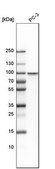 Anti-HSF1 antibody produced in rabbit Prestige Antibodies&#174; Powered by Atlas Antibodies, affinity isolated antibody, buffered aqueous glycerol solution