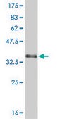ANTI-ABL2 antibody produced in mouse clone 5C7, purified immunoglobulin, buffered aqueous solution