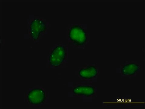Anti-E4F1 antibody produced in mouse IgG fraction of antiserum, buffered aqueous solution