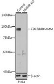 Anti- CD168/RHAMM antibody produced in rabbit