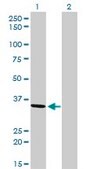 Monoclonal Anti-AKR7A2 antibody produced in mouse clone 2A6, purified immunoglobulin, buffered aqueous solution