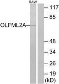 Anti-OLFML2A antibody produced in rabbit affinity isolated antibody