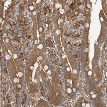 Anti-ARPIN antibody produced in rabbit Prestige Antibodies&#174; Powered by Atlas Antibodies, affinity isolated antibody, buffered aqueous glycerol solution