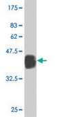 Monoclonal Anti-TRD@ antibody produced in mouse clone 2H6, purified immunoglobulin, buffered aqueous solution