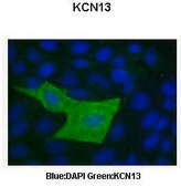 Anti-KCNK13 (AB1) antibody produced in rabbit affinity isolated antibody