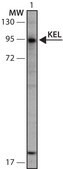 Anti-KEL (231-245) antibody produced in rabbit IgG fraction of antiserum, buffered aqueous solution