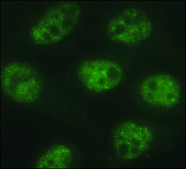 Monoclonal Anti−phospho−RNA polymerase II CTD (pSer5) antibody produced in rat clone 1H4B6, purified from hybridoma cell culture
