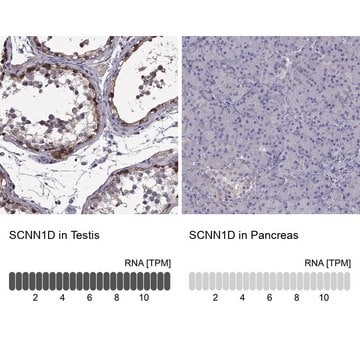 Anti-SCNN1D antibody produced in rabbit Prestige Antibodies&#174; Powered by Atlas Antibodies, affinity isolated antibody, buffered aqueous glycerol solution