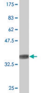 Monoclonal Anti-SNX1 antibody produced in mouse clone 1E3, purified immunoglobulin, buffered aqueous solution