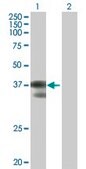 Anti-C2ORF3 antibody produced in mouse purified immunoglobulin, buffered aqueous solution