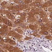 Anti-UGP2 antibody produced in rabbit Prestige Antibodies&#174; Powered by Atlas Antibodies, affinity isolated antibody, buffered aqueous glycerol solution