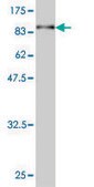 Monoclonal Anti-ASPSCR1 antibody produced in mouse clone 3D10-1D11, purified immunoglobulin, buffered aqueous solution