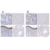 Anti-FLG antibody produced in rabbit Prestige Antibodies® Powered by Atlas Antibodies, affinity isolated antibody, buffered aqueous glycerol solution, ab3
