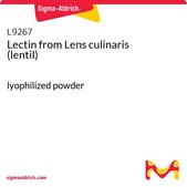 Lectin from Lens culinaris (lentil) lyophilized powder