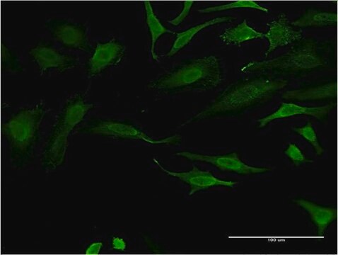 ANTI-FOXO1A antibody produced in mouse clone 4A3, purified immunoglobulin, buffered aqueous solution