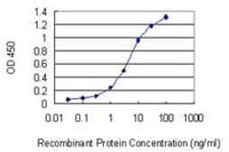 Monoclonal Anti-NAGK antibody produced in mouse clone 1H8, purified immunoglobulin, buffered aqueous solution