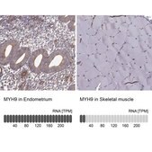 Anti-MYH9 antibody produced in rabbit Prestige Antibodies® Powered by Atlas Antibodies, affinity isolated antibody, buffered aqueous glycerol solution