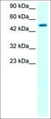 Anti-FLJ14768 antibody produced in rabbit IgG fraction of antiserum