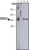 Anti-NDRG1 (C-terminal) antibody produced in rabbit ~1.0 mg/mL, affinity isolated antibody, buffered aqueous solution