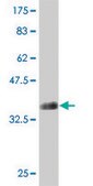 Monoclonal Anti-ATP11B antibody produced in mouse clone 4H8, purified immunoglobulin, buffered aqueous solution