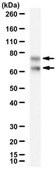 Anti-Phospho-Lamin A/C (Ser390) from rabbit
