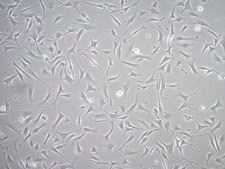 YUMM2.2 Mouse Melanoma Cell Line