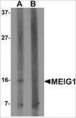 Anti-MEIG1 antibody produced in rabbit affinity isolated antibody