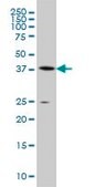 Monoclonal Anti-AHCY antibody produced in mouse clone 4H2, ascites fluid