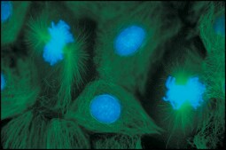 Anti-Mouse IgG (whole molecule)–FITC antibody produced in goat affinity isolated antibody, buffered aqueous solution