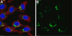Anti-AIFM2 Antibody, clone 1I15 ZooMAb® Rabbit Monoclonal recombinant, expressed in HEK 293 cells