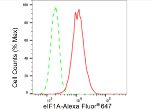 Anti EIF1A Antibody, clone 23GB5285, Rabbit Monoclonal clone 23GB5285, recombinant rabbit monoclonal, expressed in HEK293 cells
