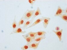 Anti-phospho-CDK2 (Y15) antibody, clone 2C4, Rabbit Monoclonal recombinant, expressed in HEK293F cells