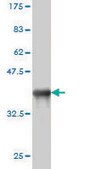 Monoclonal Anti-CD5L antibody produced in mouse clone 1C8, purified immunoglobulin, buffered aqueous solution
