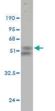 Monoclonal Anti-UBE2S antibody produced in mouse clone 3D5, purified immunoglobulin, buffered aqueous solution