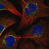 Anti-COPB1 antibody produced in rabbit Prestige Antibodies&#174; Powered by Atlas Antibodies, affinity isolated antibody, buffered aqueous glycerol solution