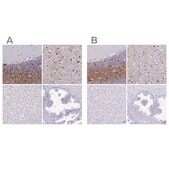 Anti-ERMN antibody produced in rabbit Prestige Antibodies® Powered by Atlas Antibodies, affinity isolated antibody, buffered aqueous glycerol solution