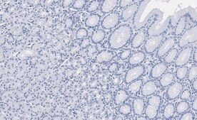 Anti-GSDMD Antibody, clone 1D11 ZooMAb&#174; Rabbit Monoclonal recombinant, expressed in HEK 293 cells