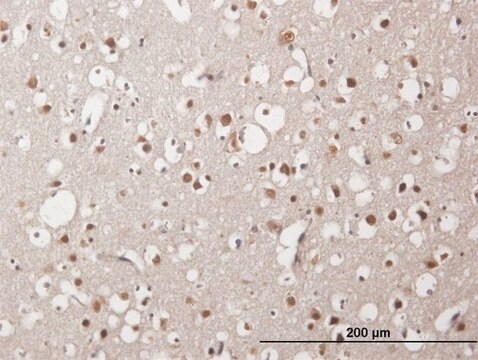 Anti-ZNF483 antibody produced in mouse IgG fraction of antiserum, buffered aqueous solution