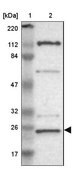 Anti-GCSAM antibody produced in rabbit Prestige Antibodies® Powered by Atlas Antibodies, affinity isolated antibody, buffered aqueous glycerol solution