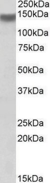 Anti-Itga11 antibody produced in goat affinity isolated antibody, buffered aqueous solution