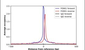 Anti-FOXK1 antibody produced in rabbit Prestige Antibodies® Powered by Atlas Antibodies, affinity isolated antibody, buffered aqueous glycerol solution