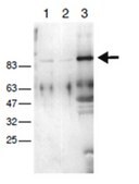 Anti-E3 ubiquitin-protein ligase UHRF1, clone BF18.11 Antibody clone BF18.11, from mouse