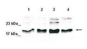 Anti-SOD1 IgG fraction of antiserum