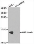 抗-组蛋白 H4R3me2a 兔抗 affinity isolated antibody