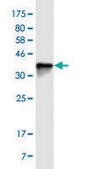 Monoclonal Anti-MUC7 antibody produced in mouse clone 7F2, ascites fluid