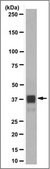 Anti-ANKRD1/CARP Antibody, clone 12G8.2 clone 12G8.2, from mouse