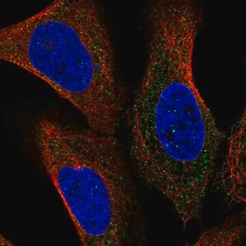 Anti-NCSTN antibody produced in rabbit Prestige Antibodies&#174; Powered by Atlas Antibodies, affinity isolated antibody