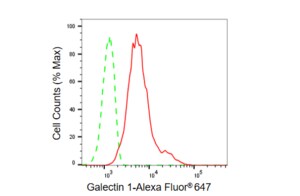 KD-Validated Anti Galectin 1 Antibody, clone 23GB6025, Rabbit Monoclonal clone 23GB6025, recombinant rabbit monoclonal, expressed in HEK293 cells