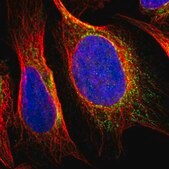 Anti-SNX19 antibody produced in rabbit Prestige Antibodies&#174; Powered by Atlas Antibodies, affinity isolated antibody, buffered aqueous glycerol solution